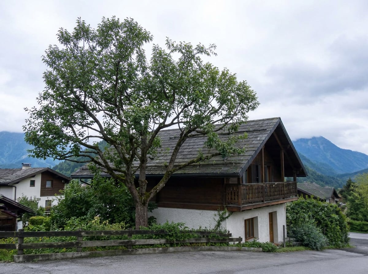 Le même arbre après élagage, couronne éclaircie et équilibrée