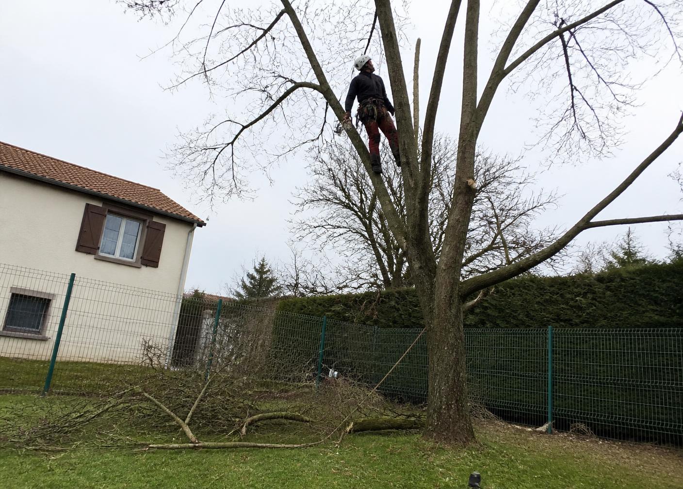 Élagueur taillant les branches d'un grand arbre à la perche télescopique